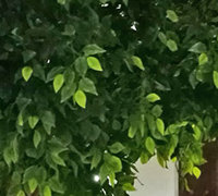 Giant Ficus Tree in Office Planter