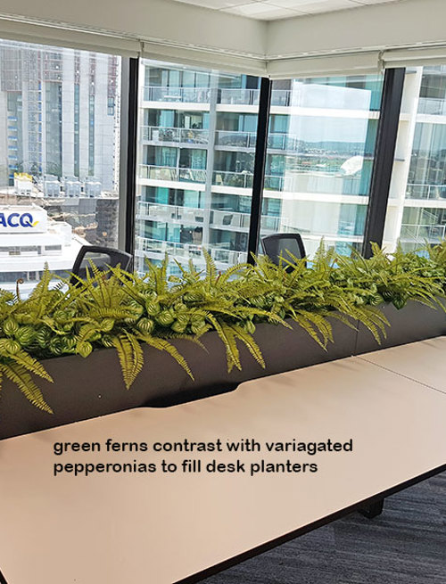 Matching Greenery for work-station planters...