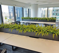 Matching Greenery for work-station planters...