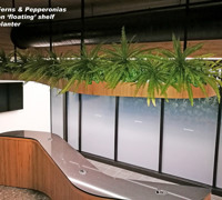 Climbing Vines in Office Foyer
