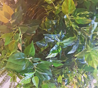 Huge Hanging-Baskets add cosy green feel to Hotel Eatery...