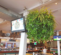 Huge Hanging-Baskets add cosy green feel to Hotel Eatery...