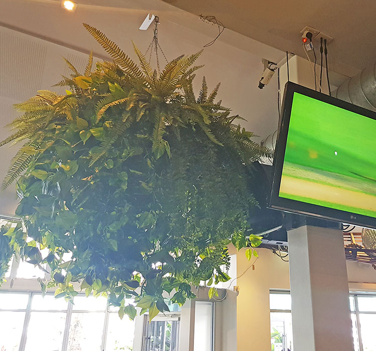 Huge Hanging-Baskets add cosy green feel to Hotel Eatery...