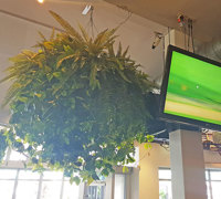 Huge Hanging-Baskets add cosy green feel to Hotel Eatery...