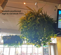 Huge Hanging-Baskets add cosy green feel to Hotel Eatery...