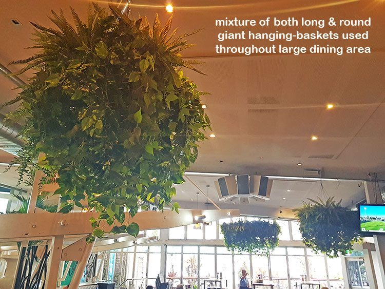 Huge Hanging-Baskets add cosy green feel to Hotel Eatery...