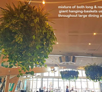 Huge Hanging-Baskets add cosy green feel to Hotel Eatery...