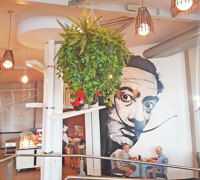 Huge Hanging-Baskets add cosy green feel to Hotel Eatery...