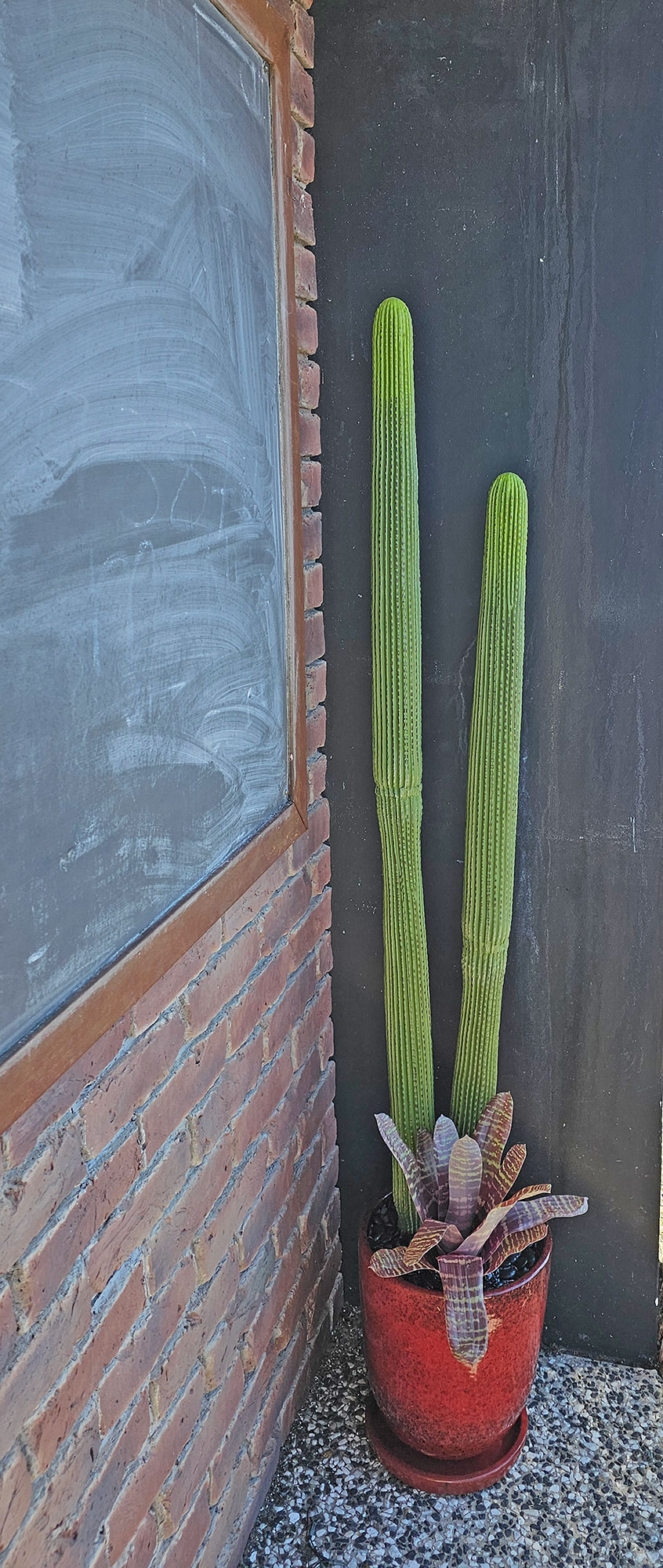 Cactii- Column Cactus double-trunk 1.5m