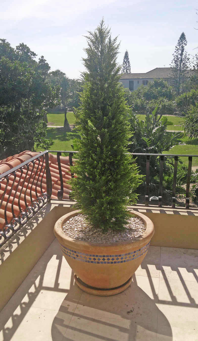 Cypress Pine UV 1.5m 