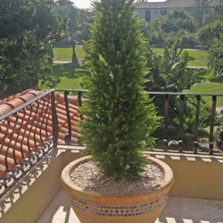 Cypress Pine UV 1.5m  - artificial plants, flowers & trees - image 3