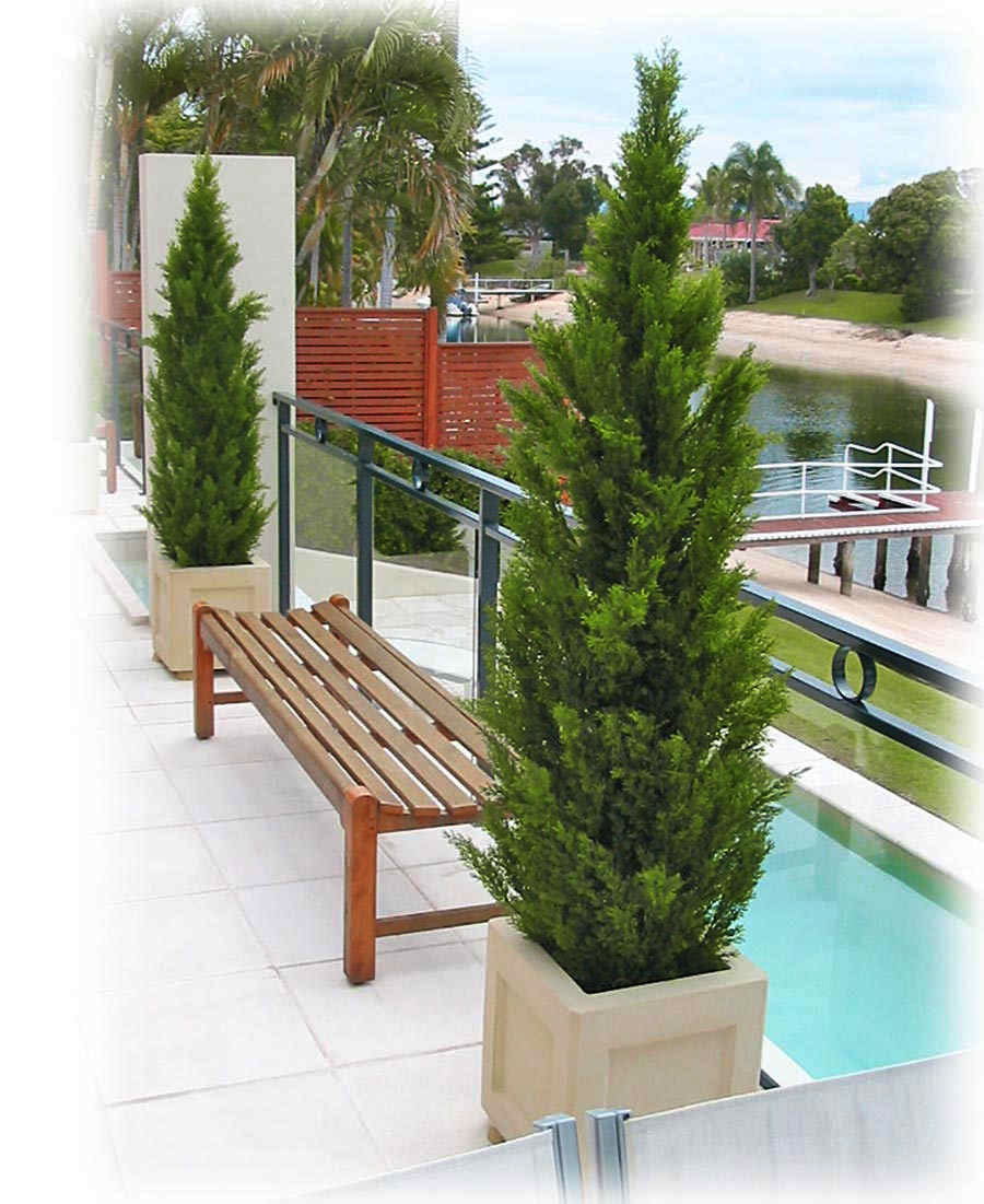 Cypress Pine UV 1.5m 