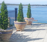 Before n After Shots..... Feature Trees in planters