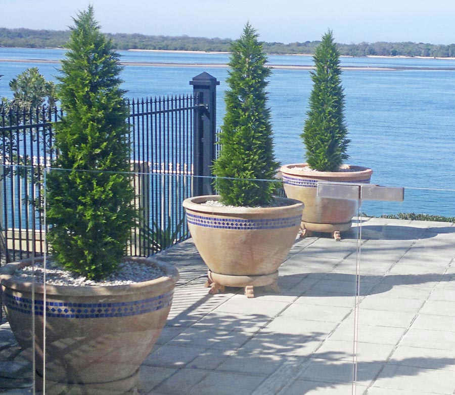 Cypress Pine UV 1.5m 