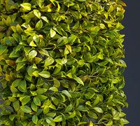 UV-treated artificial plants dress-up commercial building facade...