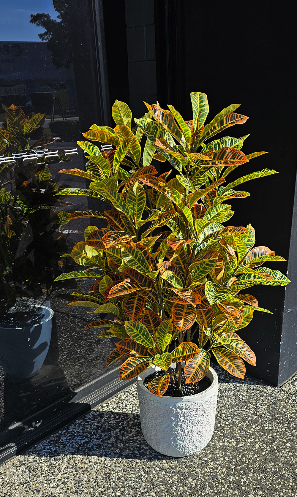 Croton 90cm
