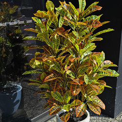 Croton 90cm - artificial plants, flowers & trees - image 2