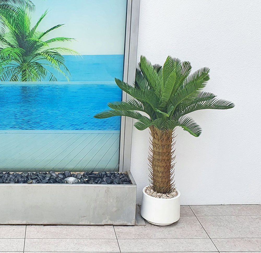 Cycas Palm 1.2m