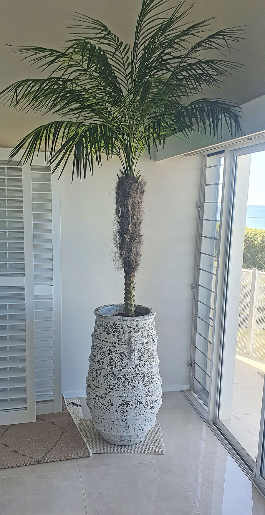 Date Palms- 2.7m 