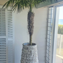 Date Palms- 2.7m  - artificial plants, flowers & trees - image 1