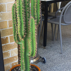 Cactii- Desert Cactus 1.1m - artificial plants, flowers & trees - image 1