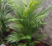 Planting artificial plants straight into the garden outdoors!!!