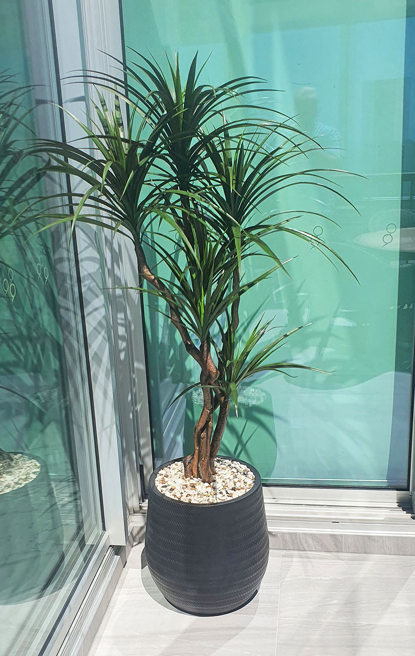 Dracaena- mini-yucca 1.5m with 6 heads