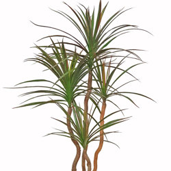 Dracaena- mini-yucca 1.5m with 6 heads - artificial plants, flowers & trees - image 9