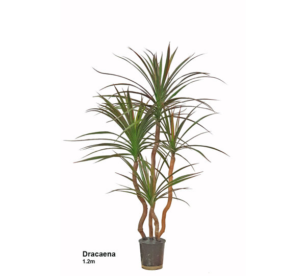 Dracaena- mini-yucca 1.2m with 4 heads