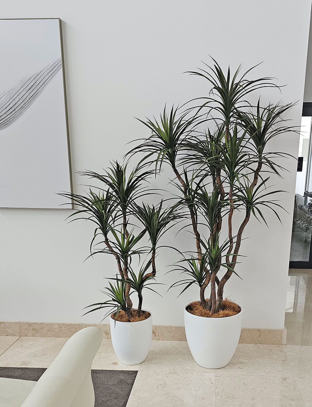 Dracaena- mini-yucca 2.1m with 10 heads