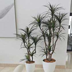Dracaena- mini-yucca 2.1m with 10 heads - artificial plants, flowers & trees - image 7