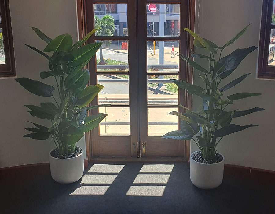 Philodendron 'elephant-ears' 1.3m