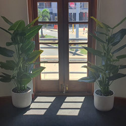 Philodendron 'elephant-ears' 1.3m - artificial plants, flowers & trees - image 5