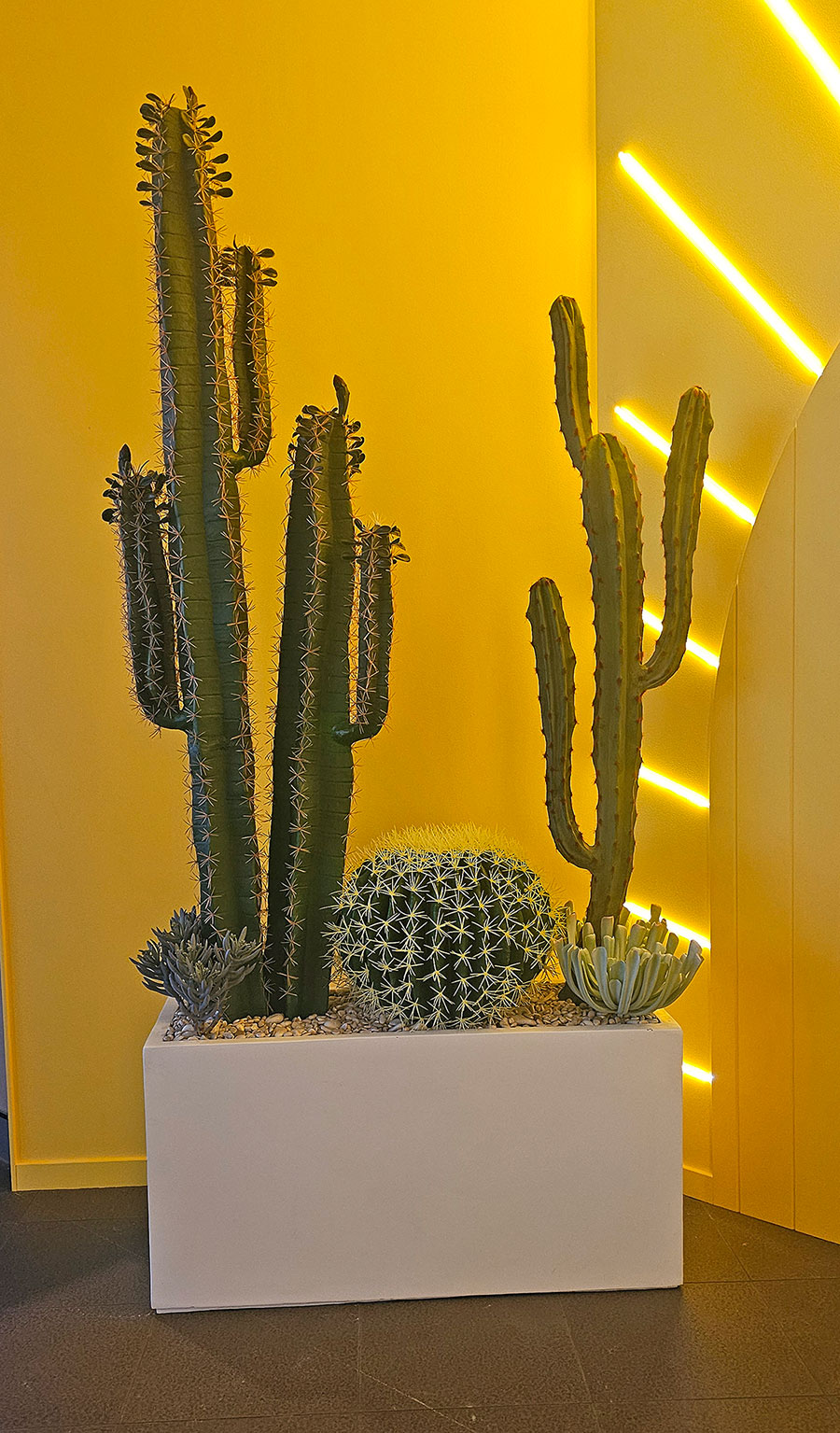 Cactii- Barrel Cactus- lge