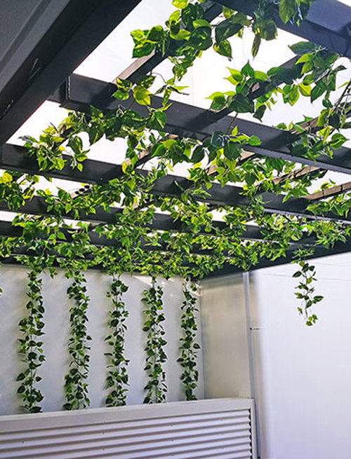 Vines over pergola for instant coverage...