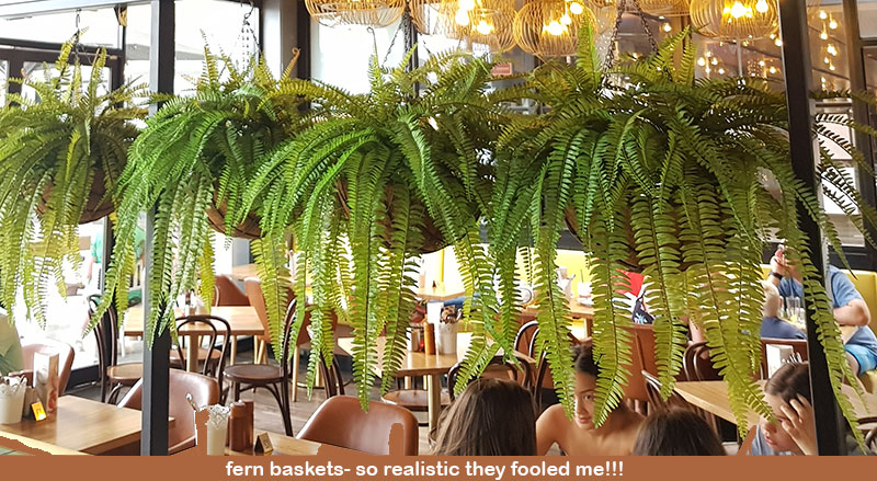 Hanging Fern Baskets in cool Cafe