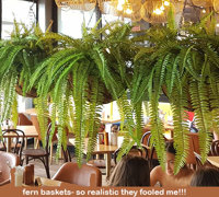 Hanging Fern Baskets in cool Cafe