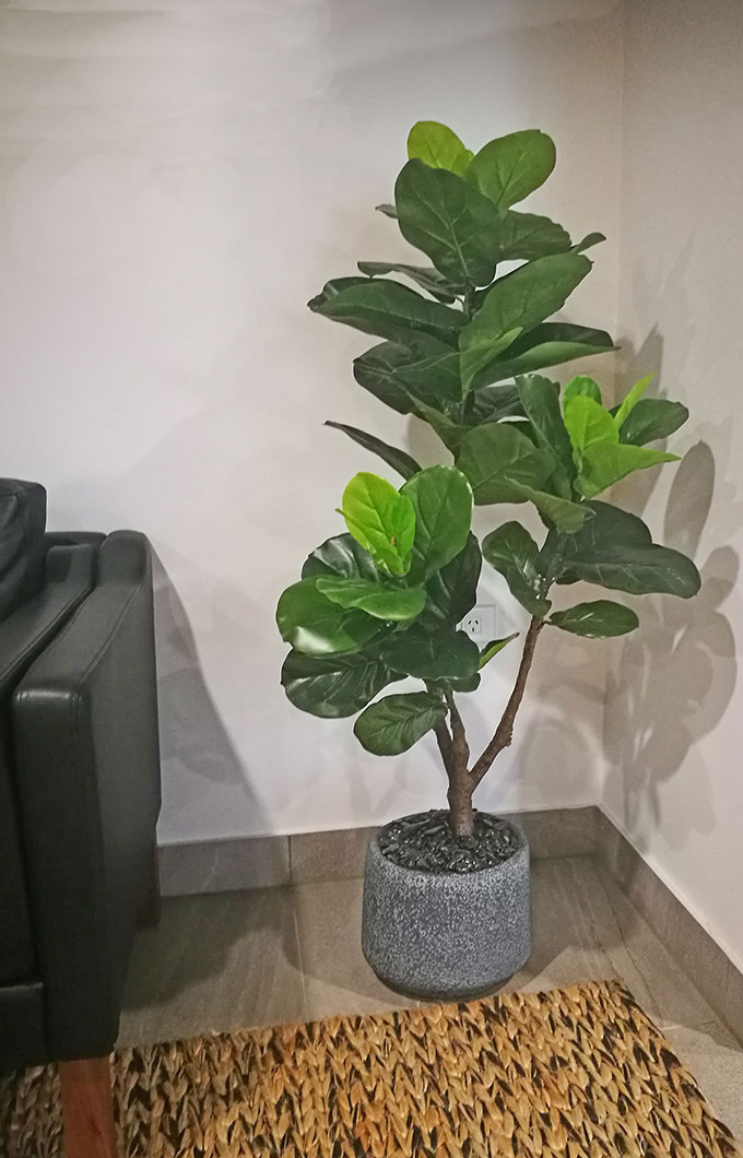 Fiddle-Leaf Ficus 1.4m