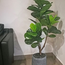 Fiddle-Leaf Ficus 1.4m - artificial plants, flowers & trees - image 1