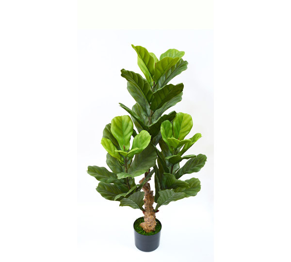 Fiddle-Leaf Ficus 1.1m UV