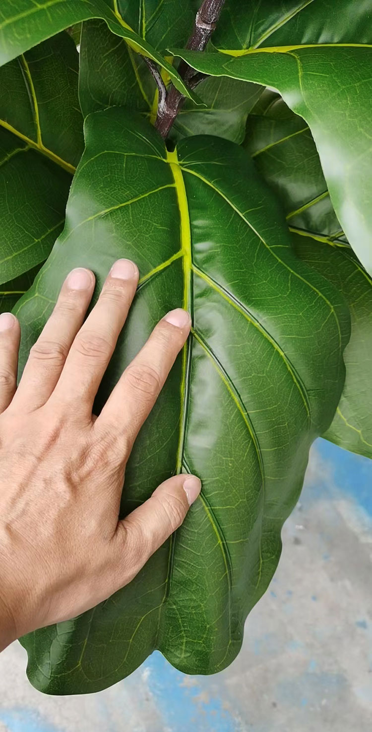 Fiddle-Leaf Ficus 'giant-leaf' 1.6m