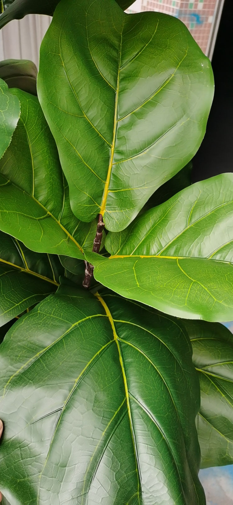 Fiddle-Leaf Ficus 'giant-leaf' 1.6m