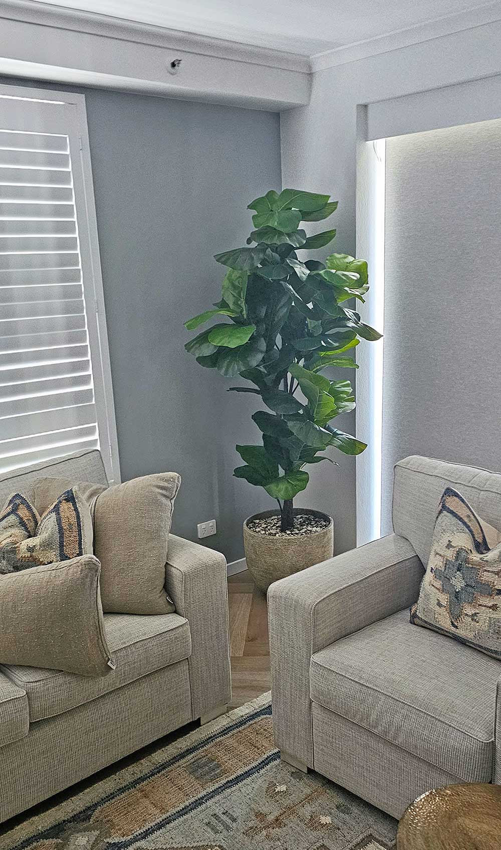 Fiddle-Leaf Ficus 'giant-leaf' 1.9m (deluxe)