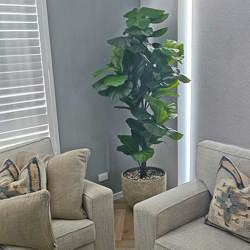 Fiddle-Leaf Ficus 'giant-leaf' 1.9m (deluxe) - artificial plants, flowers & trees - image 4