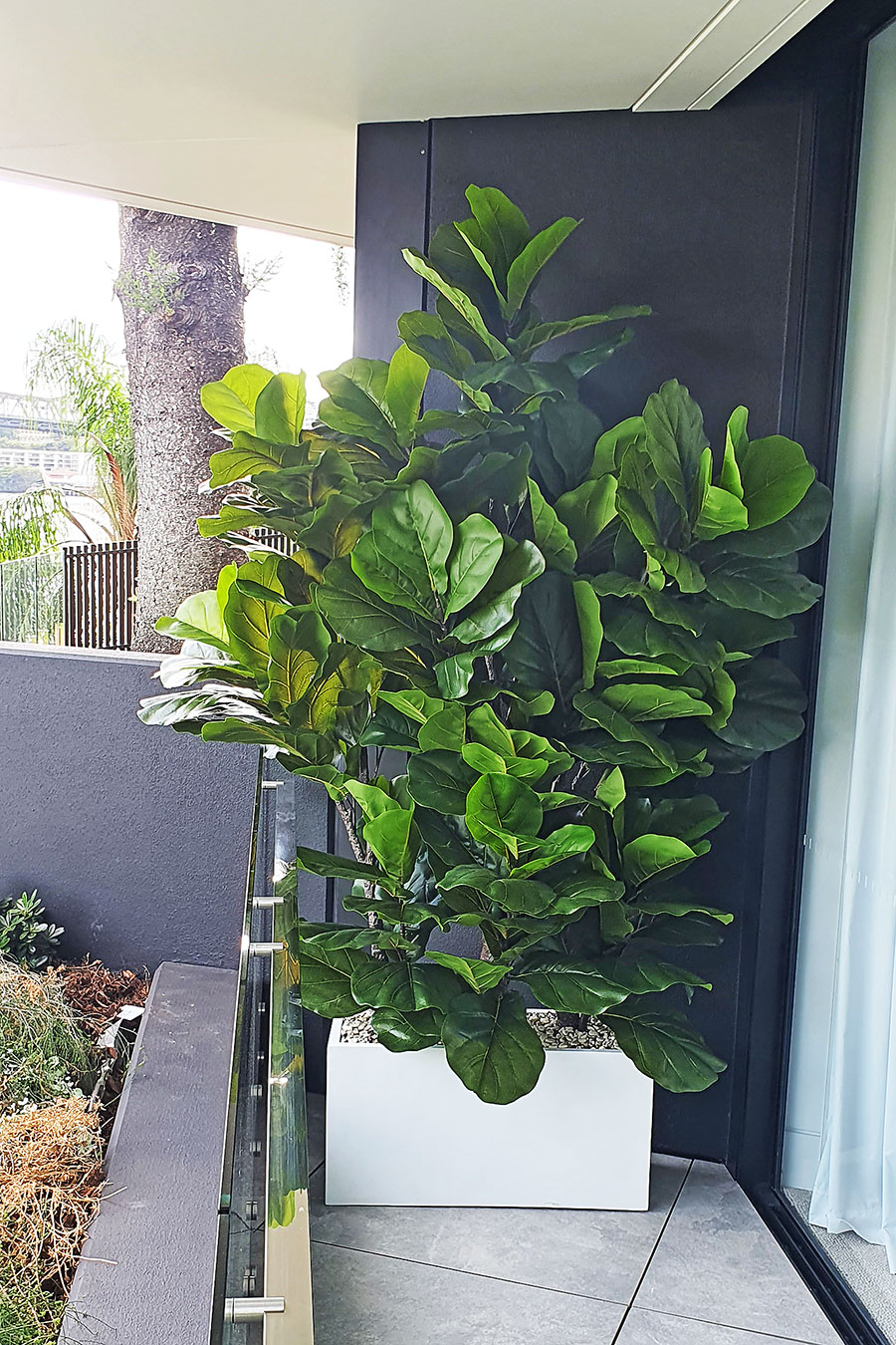 Fiddle-Leaf Ficus 'giant-leaf' 1.6m
