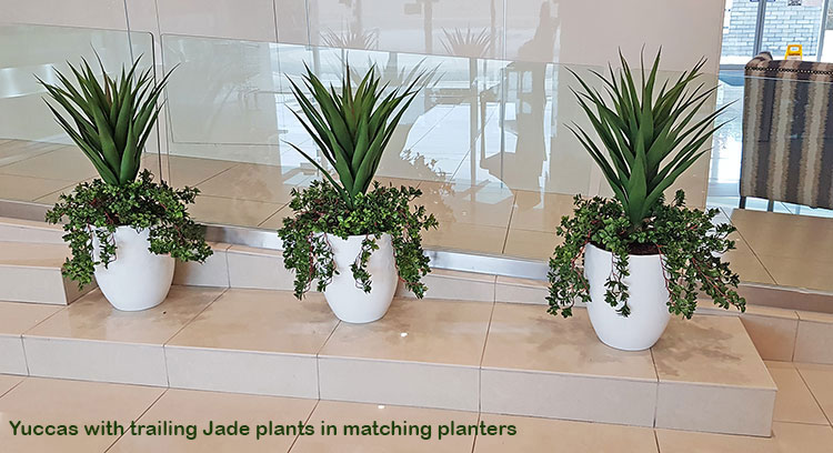 Before n After Shots..... Feature Trees in planters
