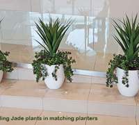 Before n After Shots..... Feature Trees in planters
