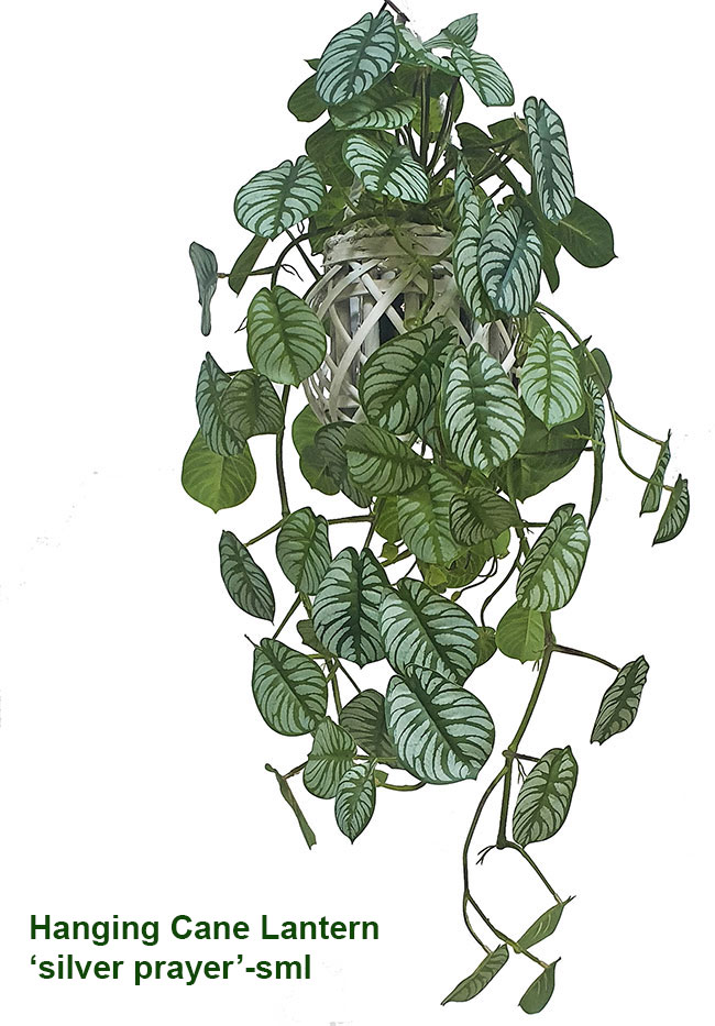 Hanging Cane Lantern- Monstera med
