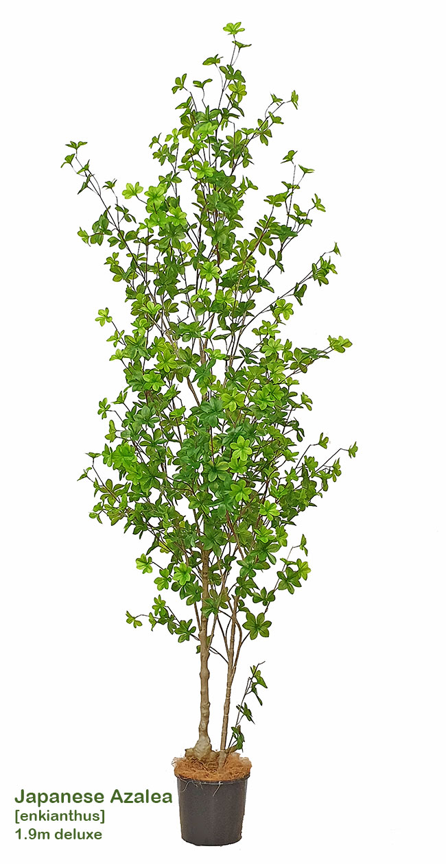 Japanese Azalea [enkianthus] 1.8m