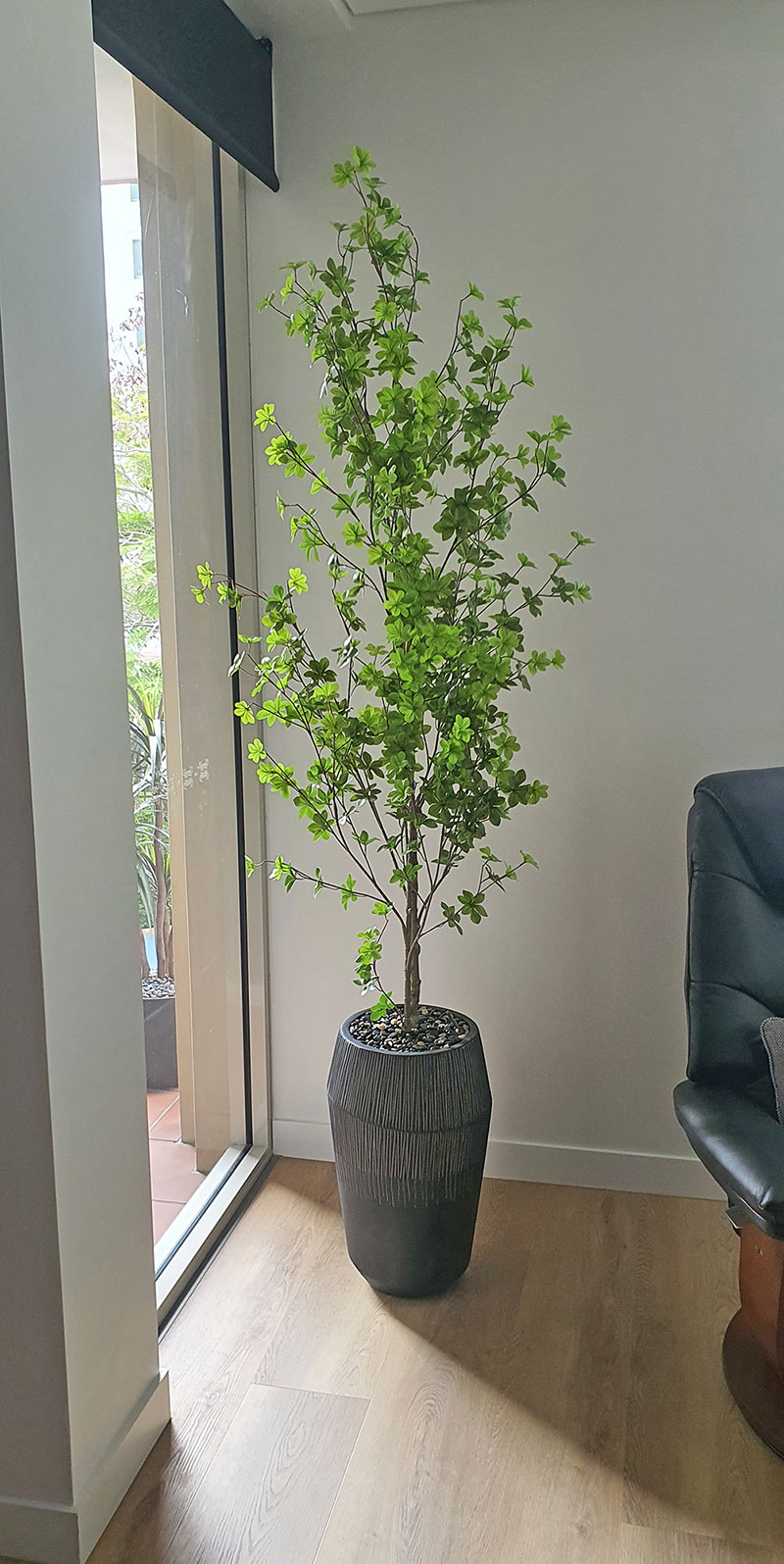 Japanese Azalea [enkianthus] 1.8m